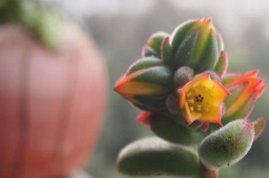 锦晃星如何修剪