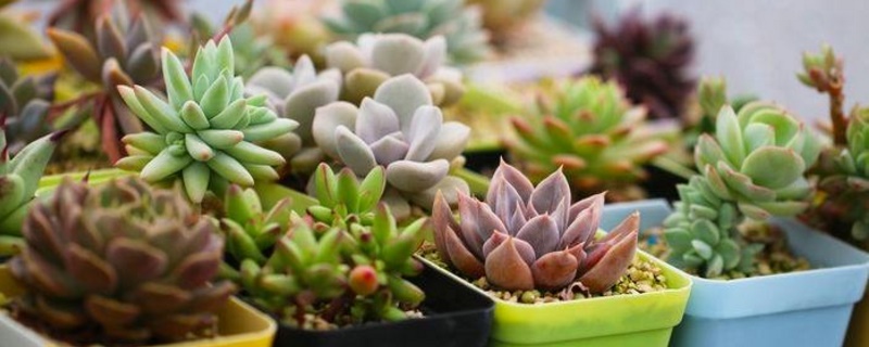 春季多肉可以淋雨吗