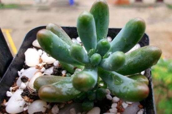 春季多肉可以淋雨吗