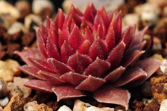 春季多肉可以淋雨吗