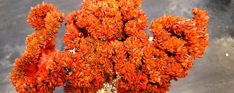 多肉缀化是如何一回事