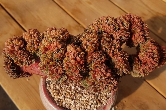 多肉缀化是如何一回事