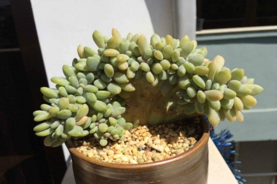 多肉缀化是如何一回事