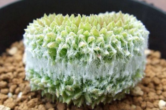 多肉缀化是如何一回事