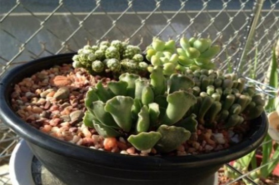 多肉生根粉泡根要多久