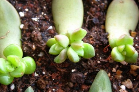 多肉生根粉泡根要多久