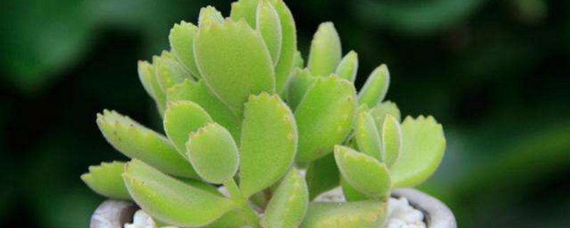 多肉熊掌如何繁殖