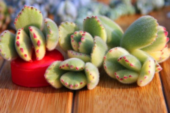 多肉熊掌如何繁殖