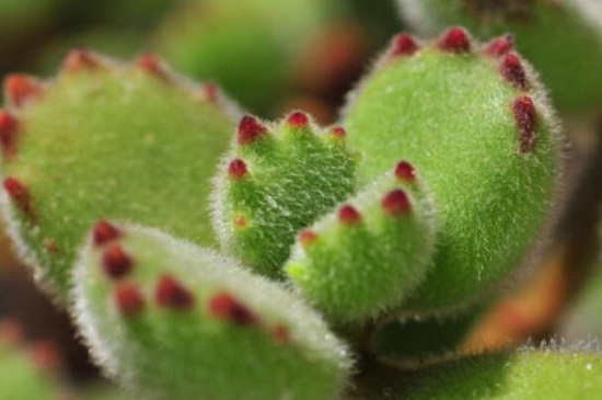 多肉熊掌如何繁殖