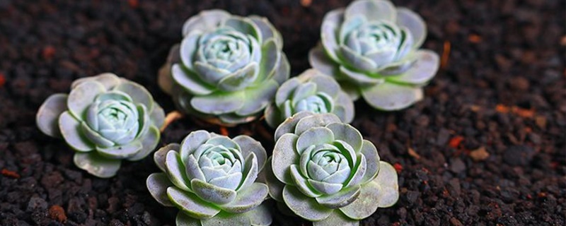 多肉断了如何处理