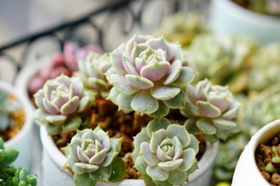 多肉断了如何处理