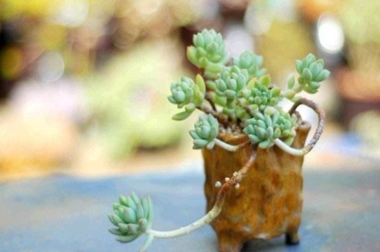 多肉断了如何处理