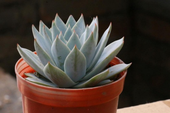 多肉怕太阳晒吗