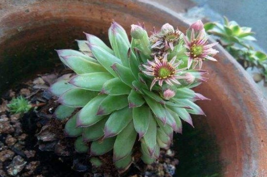 多肉开花要不要剪掉