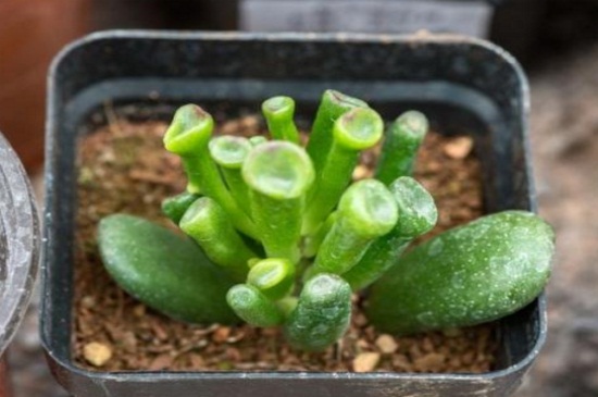 多肉吸财树可以叶插吗