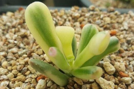 多肉吸财树可以叶插吗