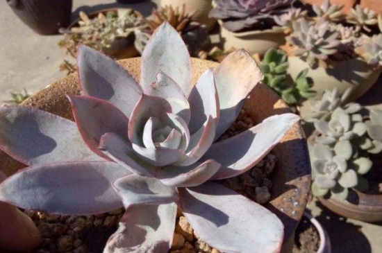 多肉叶片发霉用什么药