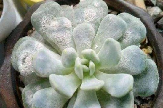 多肉叶片发霉用什么药