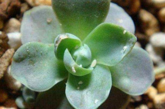 多肉上面的小白虫