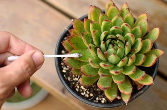 多肉上有白色的东西