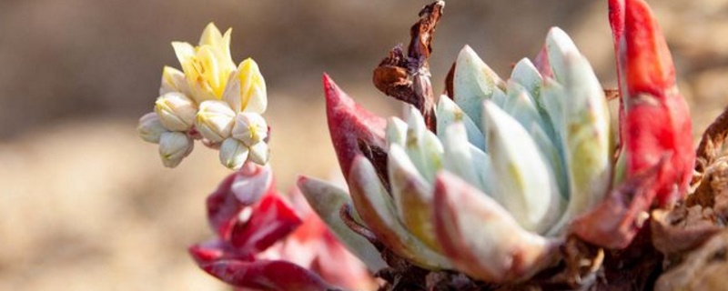 多肉一碰就掉叶如何办