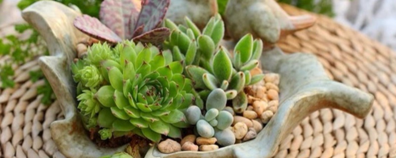 如何种多肉视频教程