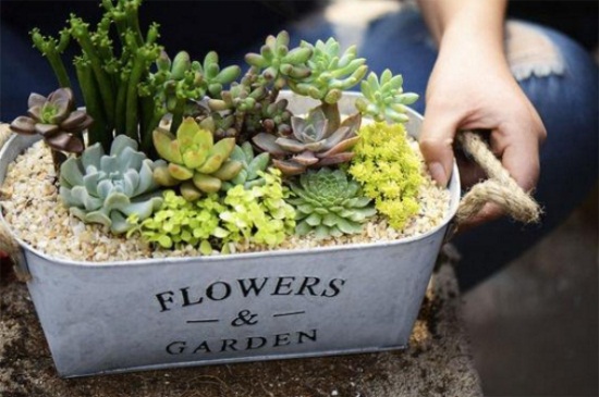 如何种多肉视频教程