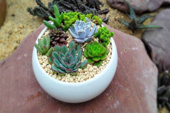 如何种多肉视频教程