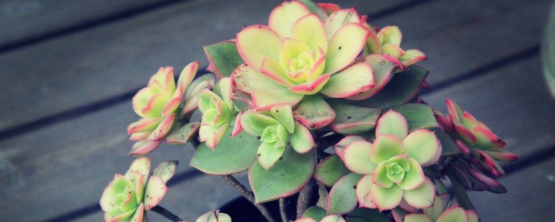 适合夏季养的多肉