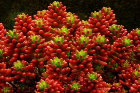 适合夏季养的多肉