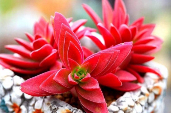 适合夏季养的多肉