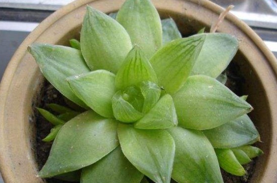 适合夏季养的多肉