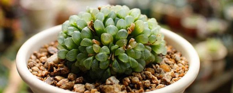 玉露变黑了如何办