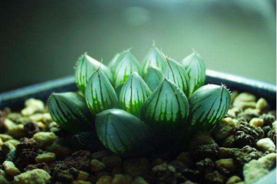 玉露变黑了如何办