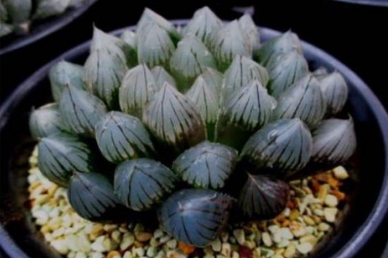 玉露变黑了如何办