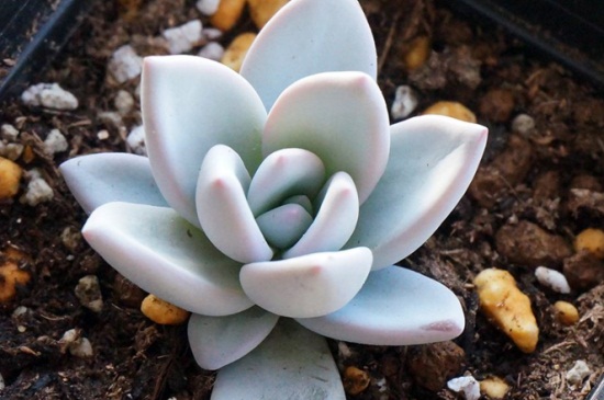 星美人有哪些杂交种类，详解6种星美人杂交种类