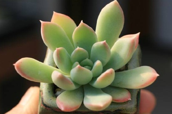 星美人有哪些杂交种类，详解6种星美人杂交种类