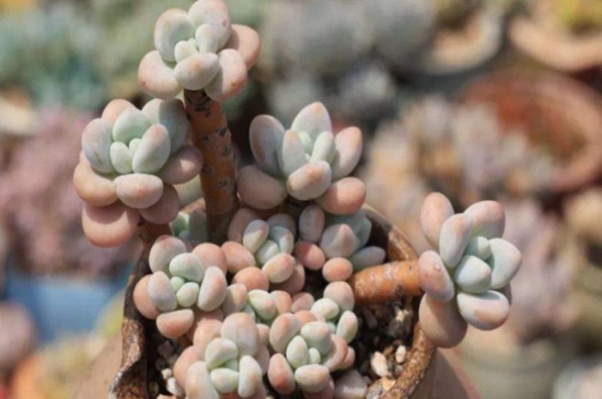 星美人有哪些杂交种类，详解6种星美人杂交种类