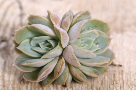 星美人有哪些杂交种类，详解6种星美人杂交种类