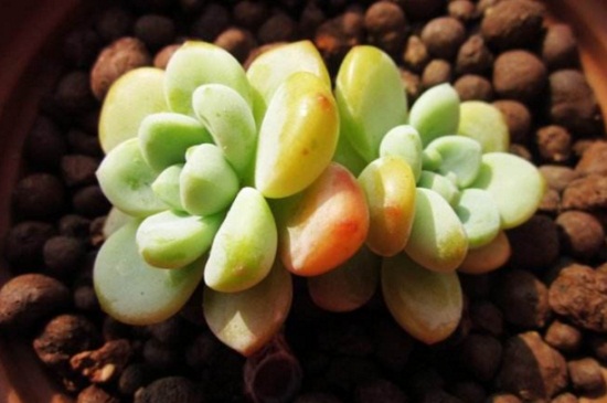 星美人有哪些杂交种类，详解6种星美人杂交种类