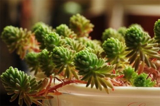 星美人有哪些杂交种类，详解6种星美人杂交种类