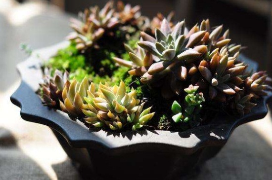 瓦松家庭养护常见问题及处理办法，详解烂根处理以及病害预防和治疗