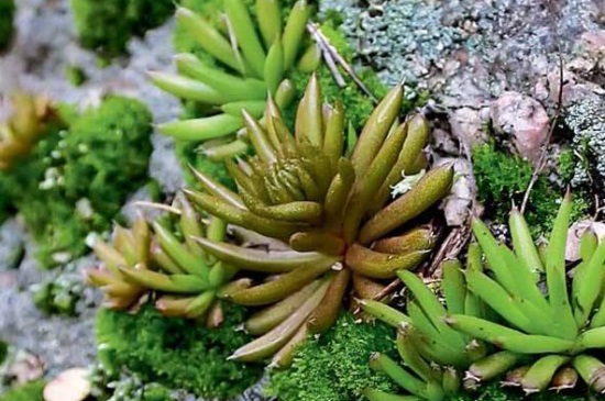 瓦松家庭养护常见问题及处理办法，详解烂根处理以及病害预防和治疗