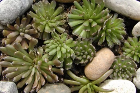 瓦松家庭养护常见问题及处理办法，详解烂根处理以及病害预防和治疗