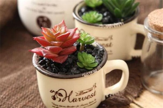 多肉叶片消耗突然变快