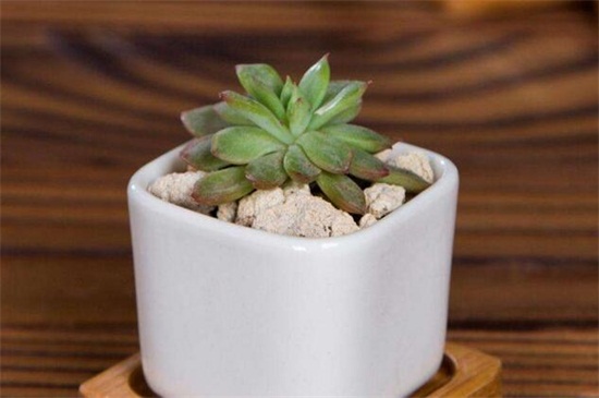 多肉叶片消耗突然变快