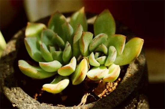 多肉叶片消耗突然变快