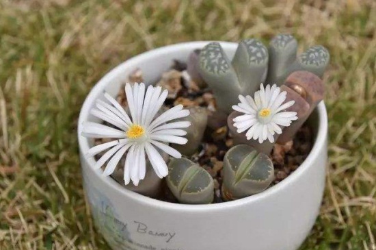 五十铃玉如何养成彩色，光照直射并追施复合肥