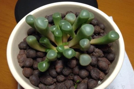 五十铃玉秋季如何养，光照充足且通风良好