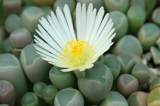 五十铃玉秋季如何养，光照充足且通风良好